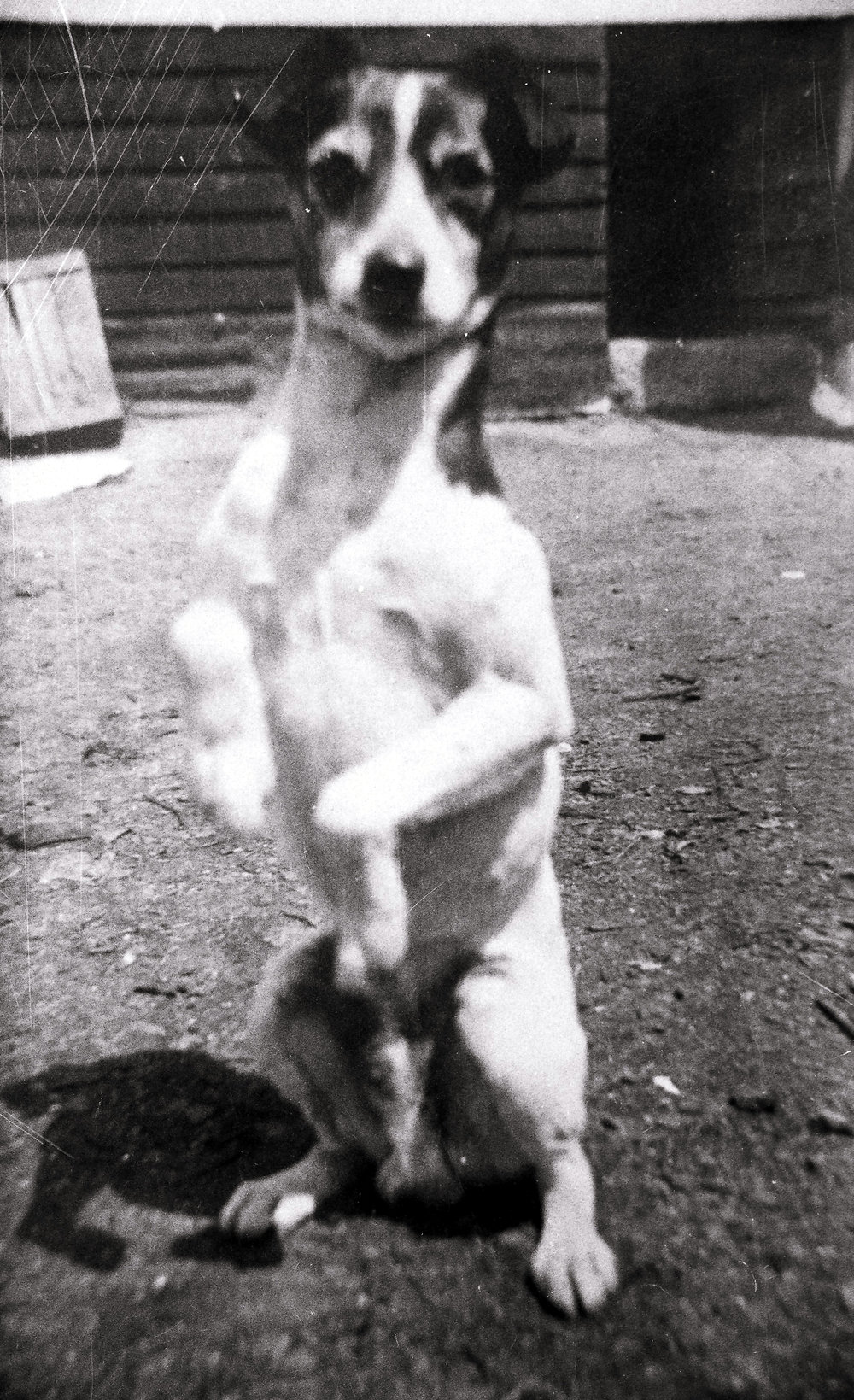 Fox terrier balanced on hind legs, Menai, 1917