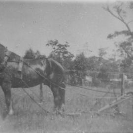 Charles Delardes with horse and plough at his farm on Old Illawarra Road, Menai, ca. 1920s