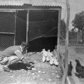 Reg Higgins in duck pen at a house in Avenel Road, Gymea