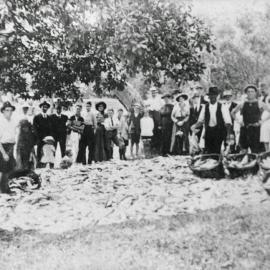 Fish catch at Cronulla, ca. 1900s