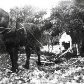 Wilkinson's Farm, The Boulevarde, Miranda