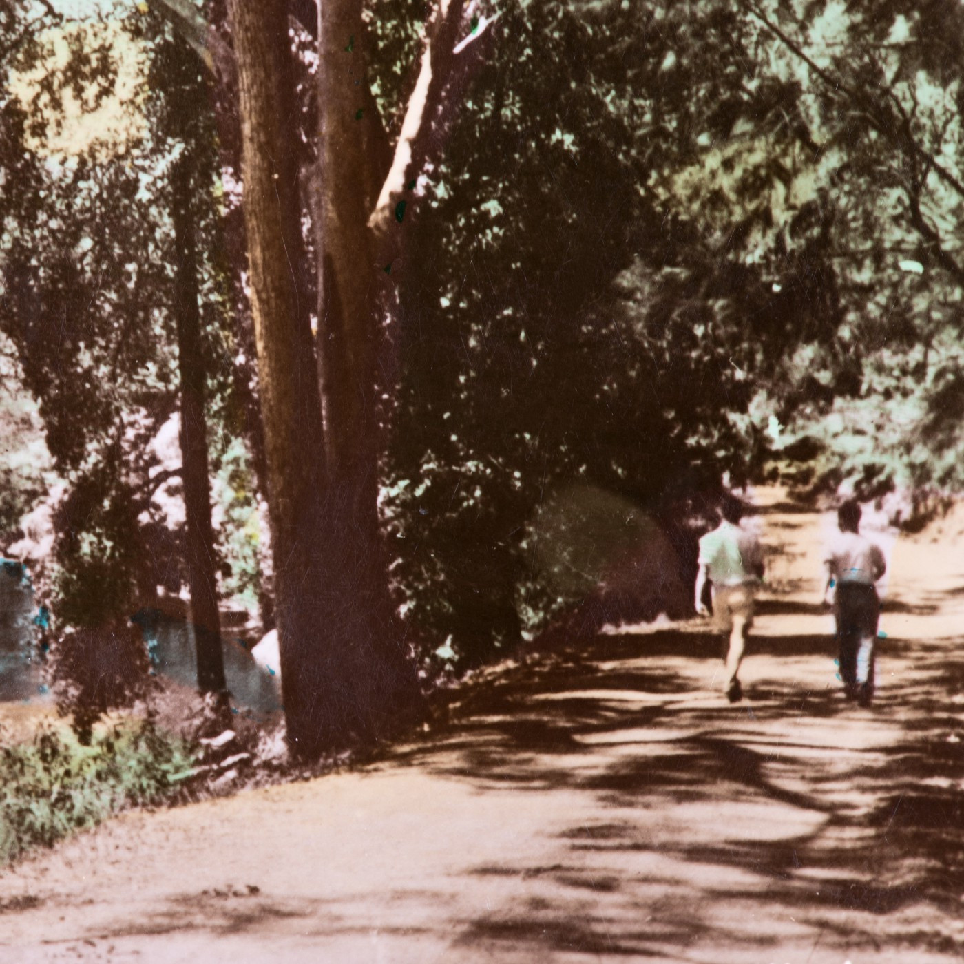 Lady Carrington Drive