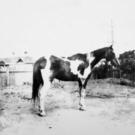 Horse owned by Mr Sommers of Eton Street, Sutherland
