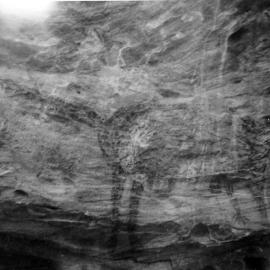Aboriginal painting of an animal, possibly a kangaroo, in a cave on the Woronora River, west of Heathcote, 1961
