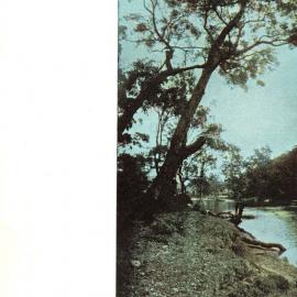 Leaning tree, Royal National Park