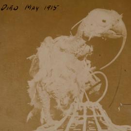 Cocky Bennett at the Sea Breeze Hotel, aged 115 years, Sept. 1st, 1911