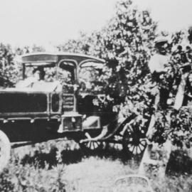 Harry Buckle harvesting fruit in his market garden at Menai, ca. 1920s